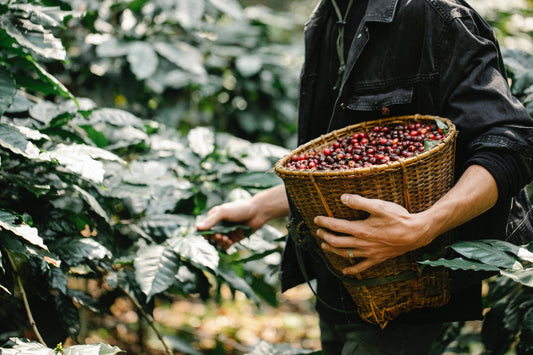 How Different Growing Conditions Affect Coffee: Unveiling the Key Influencing Factors